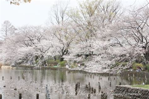 善福寺公園の桜 - 気分しだいで食べりゃんせ♪