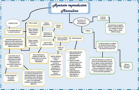 Mapa Conceptual Sistema Reproductor Masculino La Vasculatura Deriva