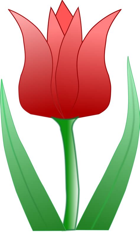 Tulipa Clipart 20 Free Cliparts Download Images On Clipground 2024