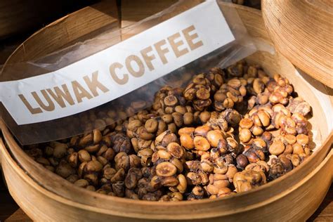 The new record holder is a panama geisha coffee which also has an outstanding flavor profile. Kopi Luwak Coffee: Why Is It So Expensive? - Craft Coffee Guru