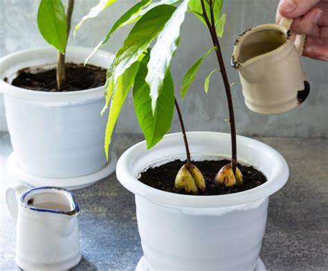 Cultivar Aguacate En Casa Primero En Agua Y Despu S En Maceta