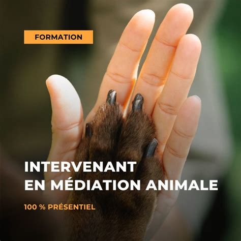 Formation Intervenant En Médiation Animale Centre Du Bien Être Animal