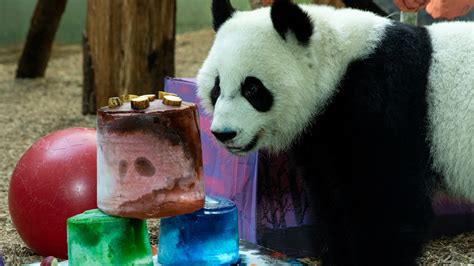Photos Zoo Atlanta Panda Twins Turn 3