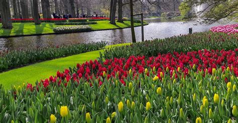 Keukenhof Gardens 2022 Visit The Amsterdam Tulip Gardens