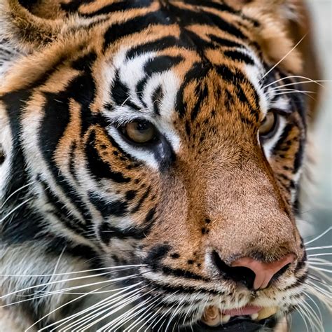 Bengal Tiger Rainforest Animals