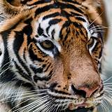 Tropical rainforests are often located between the tropic of capricorn and the tropic of cancer. Bengal Tiger | Rainforest Animals