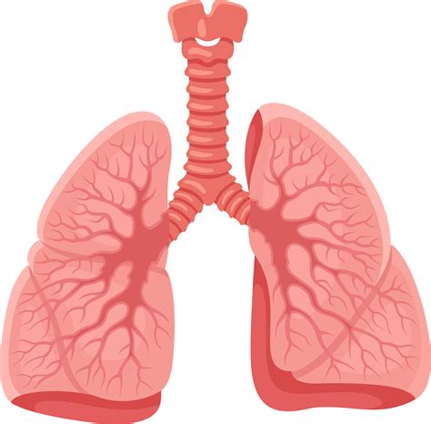Lungs Png Transparent Images Respiratory System Diagram Lobes Png