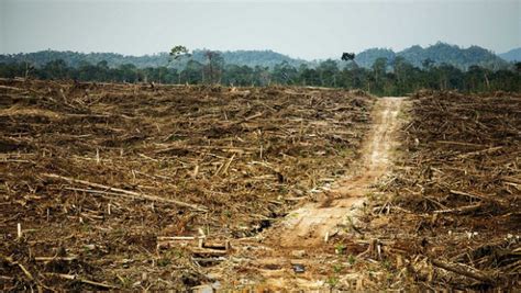 Effects Of Deforestation In Africa
