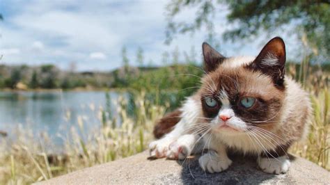 Pin On Grumpy Cat