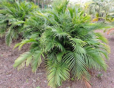How Do You Transplant Large And Small Palm Trees Diy Gardens