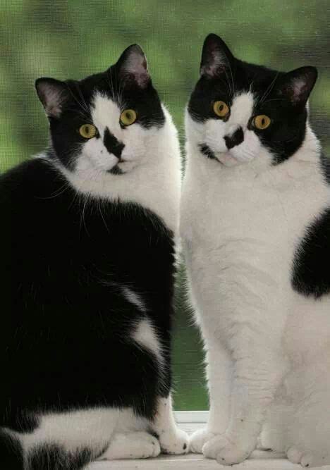 140 Best Tuxedo Cat Images On Pinterest Baby Kittens Tuxedo Cats And