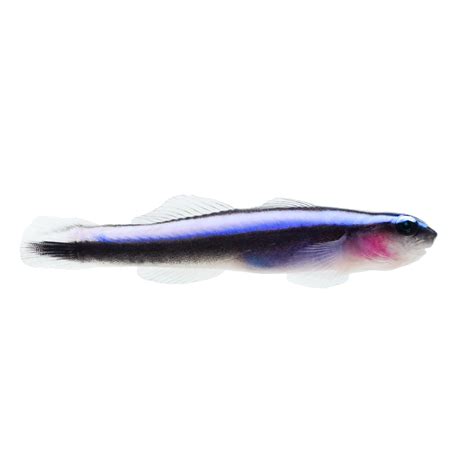 Neon Blue Cleaner Goby For Sale Petco