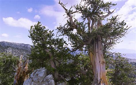 10 Most Magnificent Trees In The World Neatorama