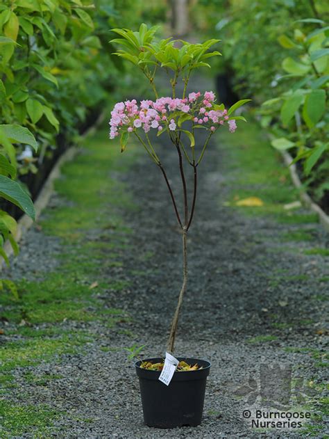 Kalmia Latifolia From Burncoose Nurseries