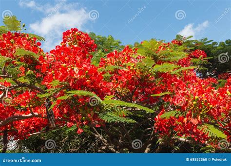 Acacia Tree Red Flowers Stock Photo Image Of Vivid Bright 68552560