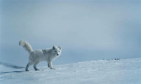 Top 10 Facts About Arctic Foxes Wwf