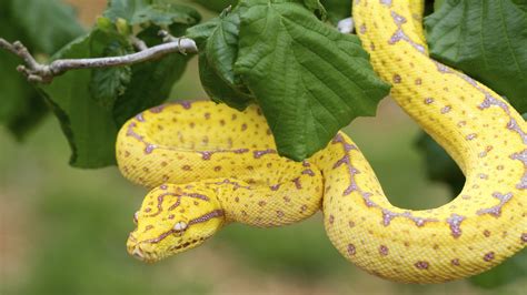 animals snakes  yellow python   branch hd wallpaper  wallpaperscom