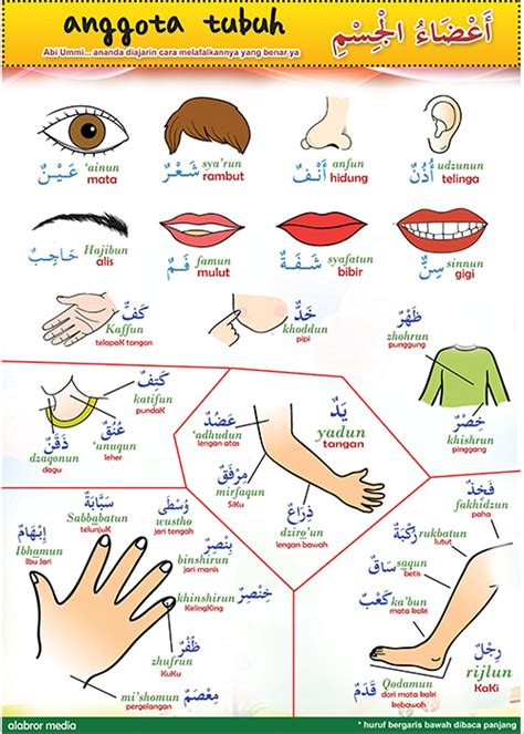 Bahasa arab memiliki serapan kata yang juga cukup banyak sekali dalam bahasa indonesia. Kumpulan Kosa Kata Bahasa Arab Anggota Tubuh, Dari Kata ...