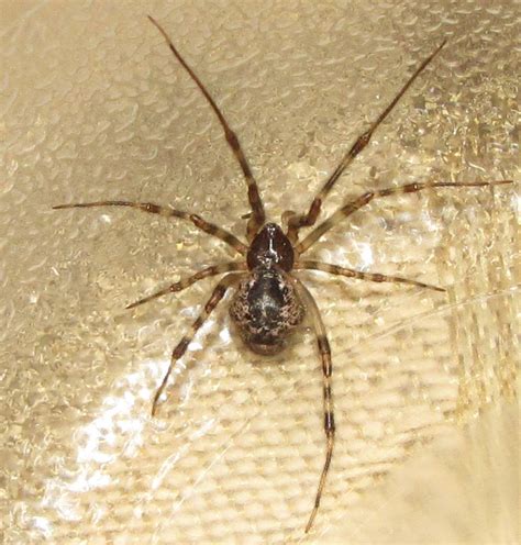 Unique 75 Of Common House Spider Bites Pictures Mfvolibrosymas