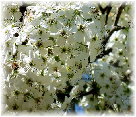 Information About Bradford Pear Trees With Pictures Dengarden