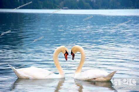 Two Swans In Love Forming Heart Shape Stock Photo Picture And Royalty