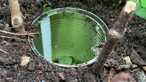 Setting A Pitfall Trap Early Years Science Youtube