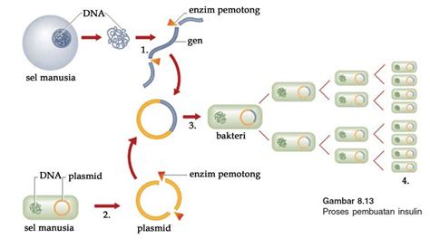 Biologi Gonzaga Transplantasi Gen Teknik Plasmid