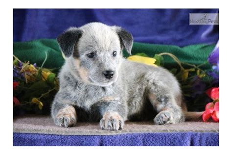 Tasha Ls Australian Cattle Dogblue Heeler Puppy For Sale