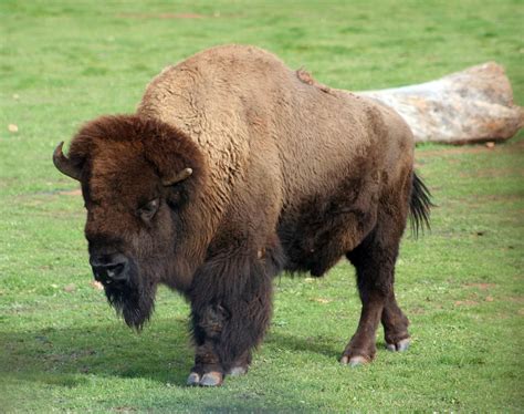 American Bison Free Photo Download Freeimages
