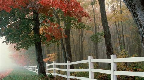 Wallpaper Fence Trees Fog Autumn Leaves Hd Picture Image