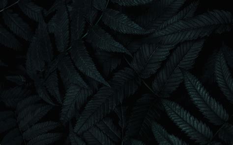 Dark Green Leaves Wallpaper