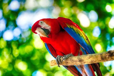 A Full List Of Macaw Types With Photo And Video Talkie Parrot