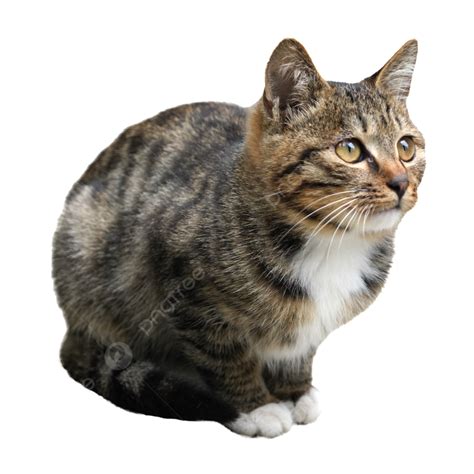 A Squatting Tabby Cat Cat Wildcat Tabby Cat Png Transparent Image