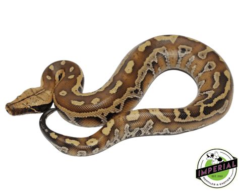 Red Blood Python For Sale Imperial Reptiles Imperial Reptiles And Exotics