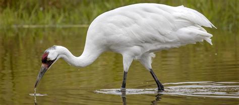 Endangered Whooping Cranes Arriving Locally The Madison Record The