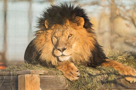Why Were 11 Exotic Animals Euthanized At A Colorado Wild