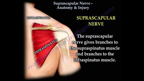 Suprascapular Nerve Anatomy And Injury Everything You Need To Know Dr
