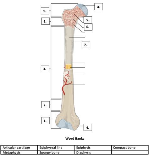 Bio 112 Anatomy Of A Long Bone Quiz By Tgardiner9