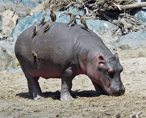 hippo and tick bird symbiotic relationships birds and the bees relationship