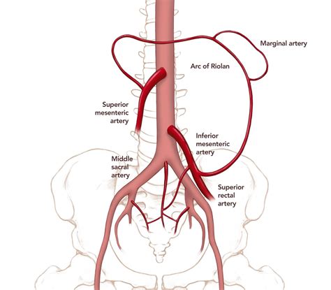 The Anatomy Of The Human Body And Its Major Organs Including The