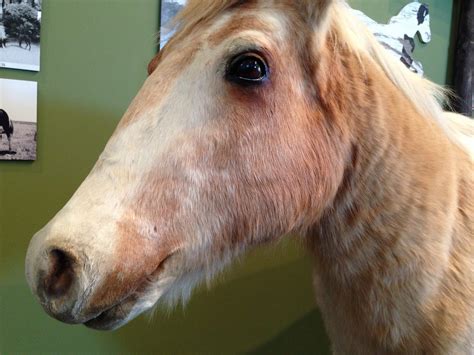 Taxidermy Horse