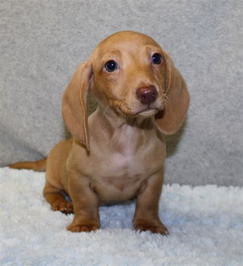 Mini dachshund puppies are a breed whose personality you will fall in. Miniature Dachshund NC Miniature Dachshunds NC AKC ...