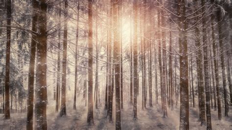 2560x1440 Sunbeams Snowy Trees 1440p Resolution Hd 4k Wallpapers