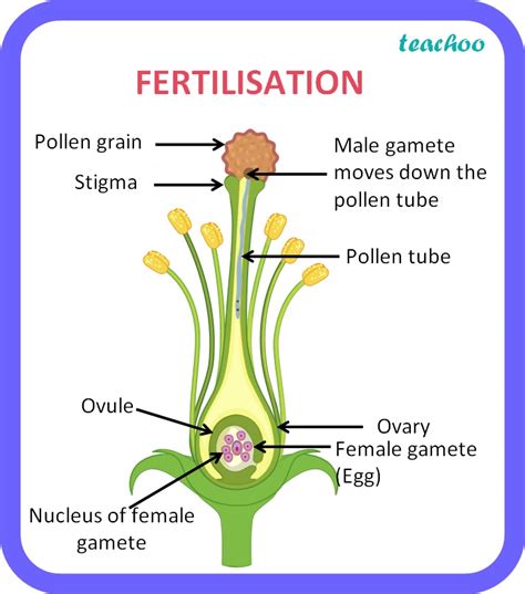 Class 10 Biology Explain The Process Of Fertilization In Plants