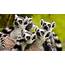 Animals Lemurs Wildlife Mammals Wallpapers HD / Desktop And Mobile 