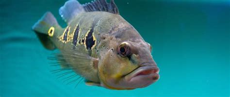 Fish Do Feel Pain Study Confirms Bbc Science Focus Magazine