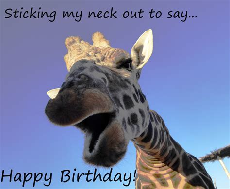Giraffe Happy Birthday Greeting Free Stock Photo Public