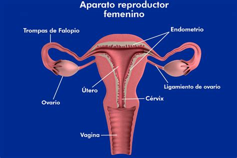 Endometriosis El Dolor De Ser Mujer Del Que Poco Se Habla Y No Tiene Cura