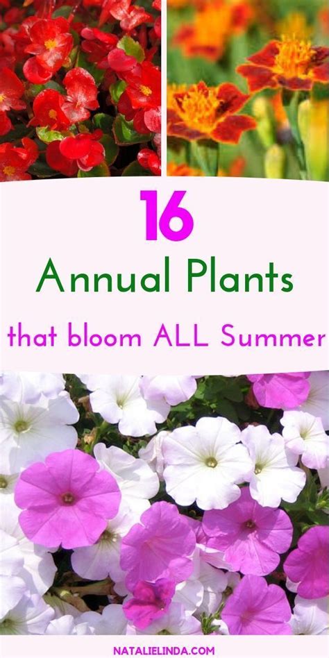 Yes, annuals are a little more work than perennials in terms of planting every year but annual flowers definitely reward you with extended bloom periods and seriously colorful. 16 Annuals That Bloom ALL Summer Long | Annual plants ...