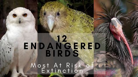 The 12 Endangered Birds Most At Risk Of Extinction Learning Video